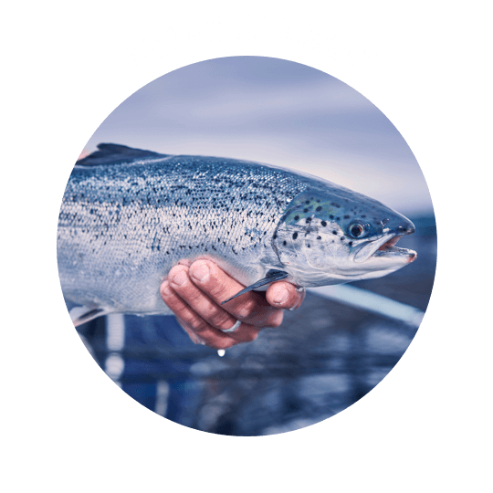 Step 5 - Adult Salmon