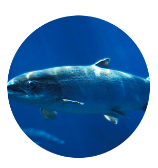 Step 6 - Broodstock